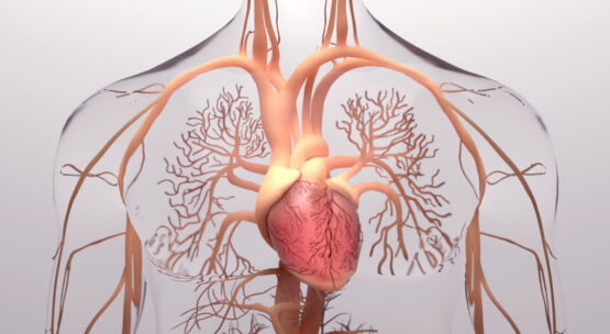 Human heart, 3d rendering, medically accurate illustration of the human heart anatomy with venous system